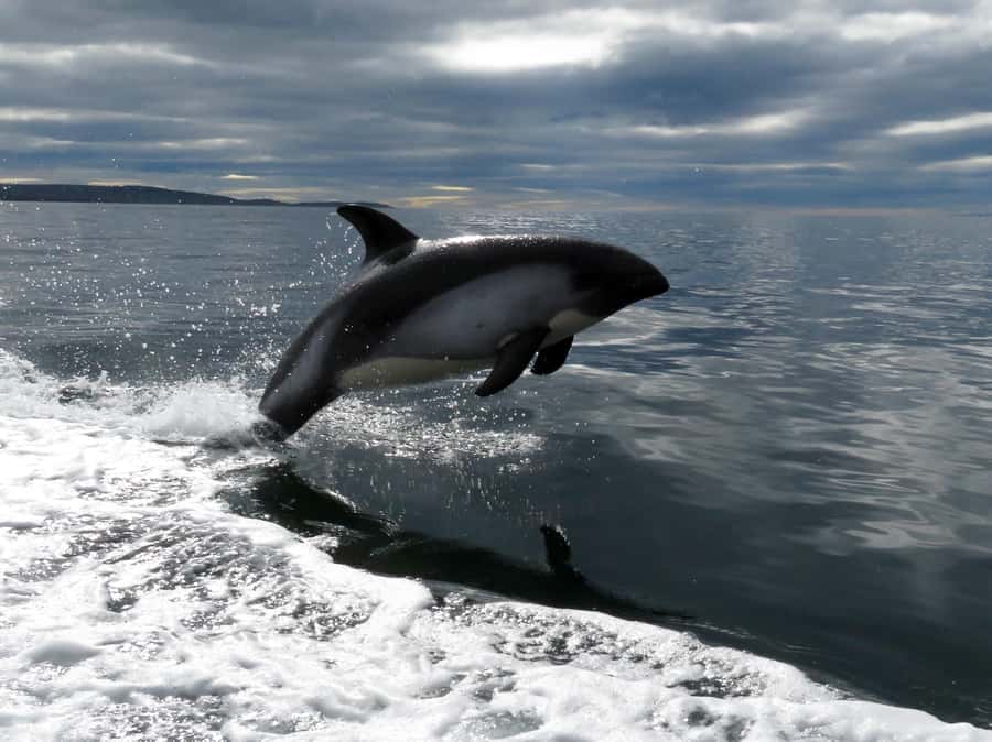 Punta Arenas: Austral Dolphin & Wildlife Watching Boat Tour - Weather, seas, and timing: the main things to plan around