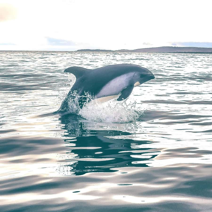 Punta Arenas: Austral Dolphin & Wildlife Watching Boat Tour - What to bring (and why it matters for wildlife viewing)