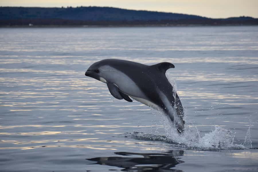Punta Arenas: Austral Dolphin & Wildlife Watching Boat Tour - Getting there from Punta Arenas without turning it into a hassle