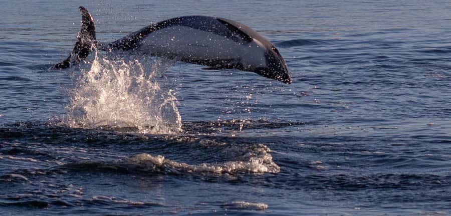 Punta Arenas: Dolphin & Wildlife Watching - Why Punta Arenas Dolphin Watching Feels Different Here