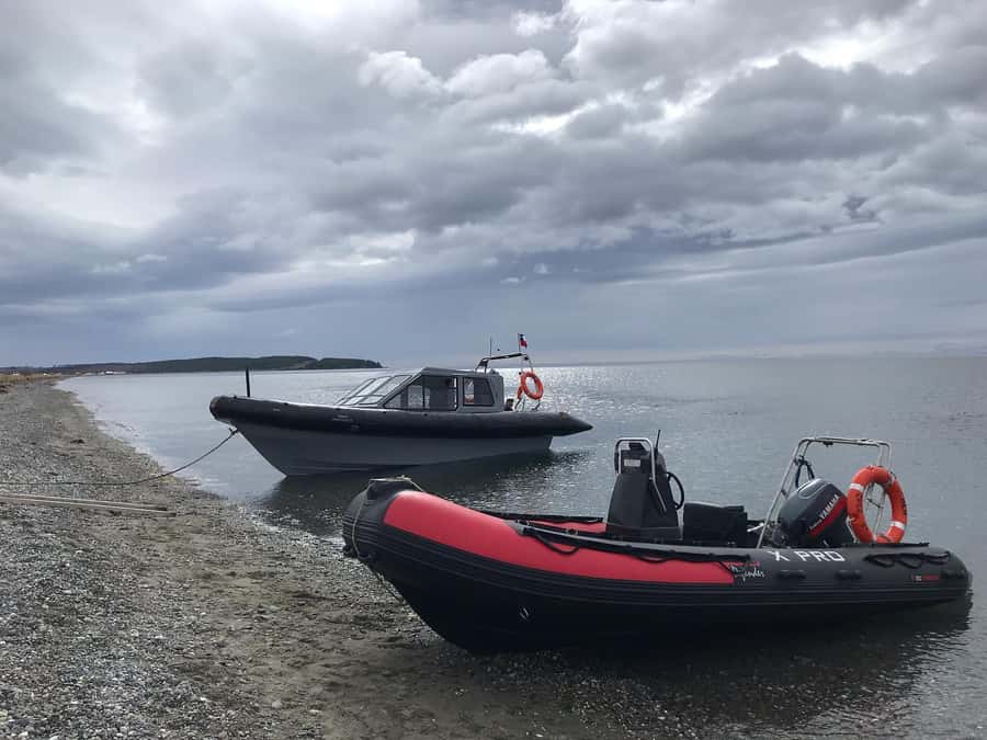 Punta Arenas: Dolphin & Wildlife Watching - Boat Time on the Strait of Magellan: What You Actually Get to See