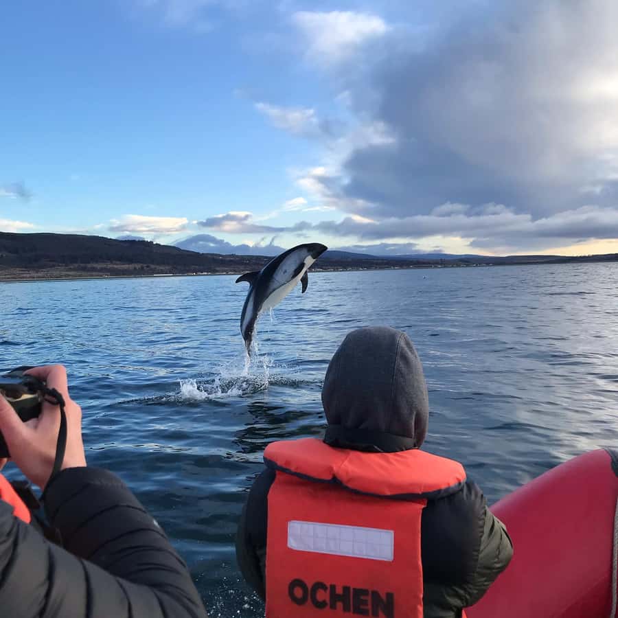 Punta Arenas: Dolphin & Wildlife Watching - Your 08:00 Morning Plan, Pickup to Agua Fresca Bay