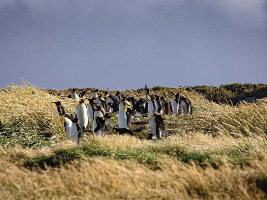 Punta Arenas: Full Day Tierra del Fuego & King Penguins - Punta Arenas to Tierra del Fuego, why this day trip works
