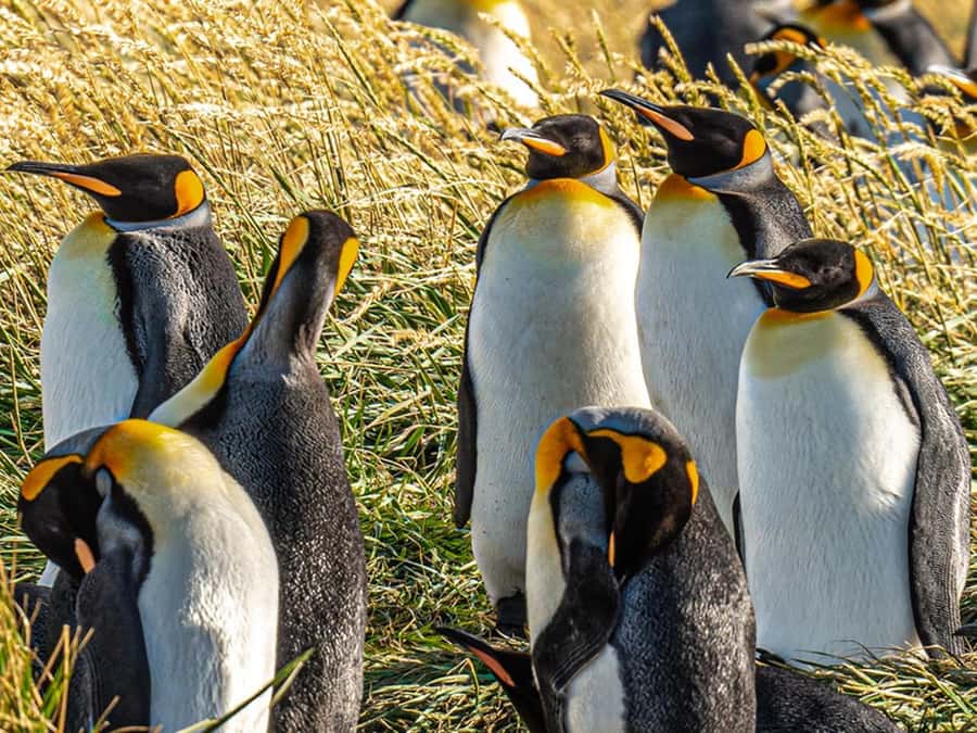 Punta Arenas: Full Day Tierra del Fuego & King Penguins - The Strait of Magellan ferry rides, where the timing can pay off