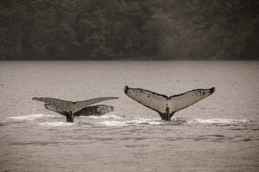 Punta Arenas: Full-Day Whales, Penguins, and Glaciers Tour - Wildlife you might see, and what to do when the moment happens