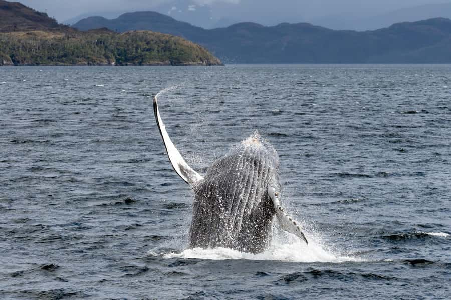 Punta Arenas: Full-Day Whales, Penguins, and Glaciers Tour - Punta Arenas to Cape Froward: why this day tour feels special