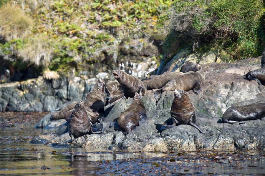 Punta Arenas: Full-Day Whales, Penguins, and Glaciers Tour - The boat experience: comfort, warmth, and deck reality