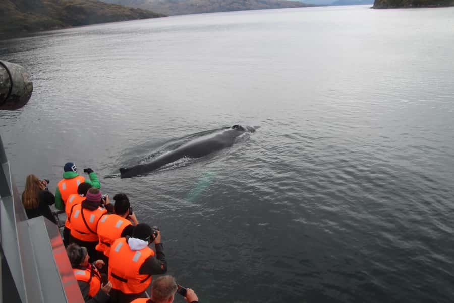 Punta Arenas: Full-Day Whales, Penguins, and Glaciers Tour - Food, coffee, and the real question: is it worth it?