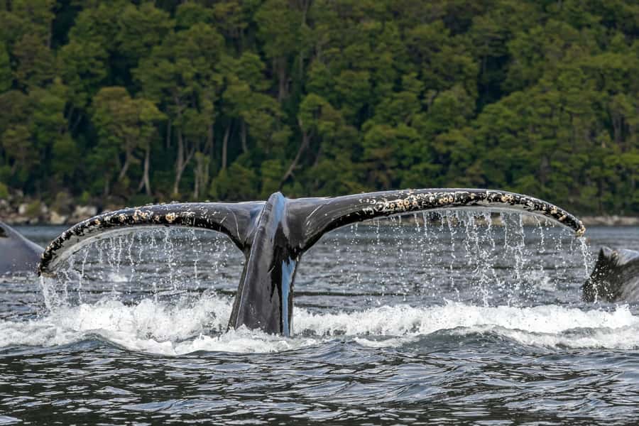 Punta Arenas: Full-Day Whales, Penguins, and Glaciers Tour - The early schedule and the ride to your boat