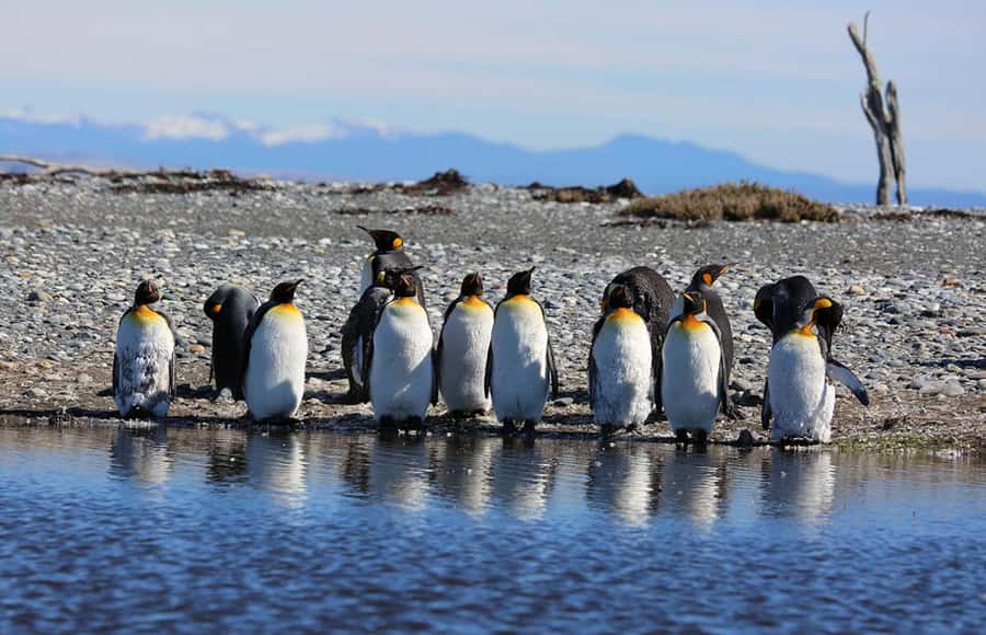Punta Arenas: King Penguin Park and Tierra del Fuego Trip - Why This King Penguin and Tierra del Fuego Day Feels Worth It