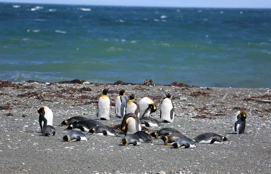 Punta Arenas: King Penguin Park and Tierra del Fuego Trip - Price and Value: What You’re Paying For (and What You’re Not)