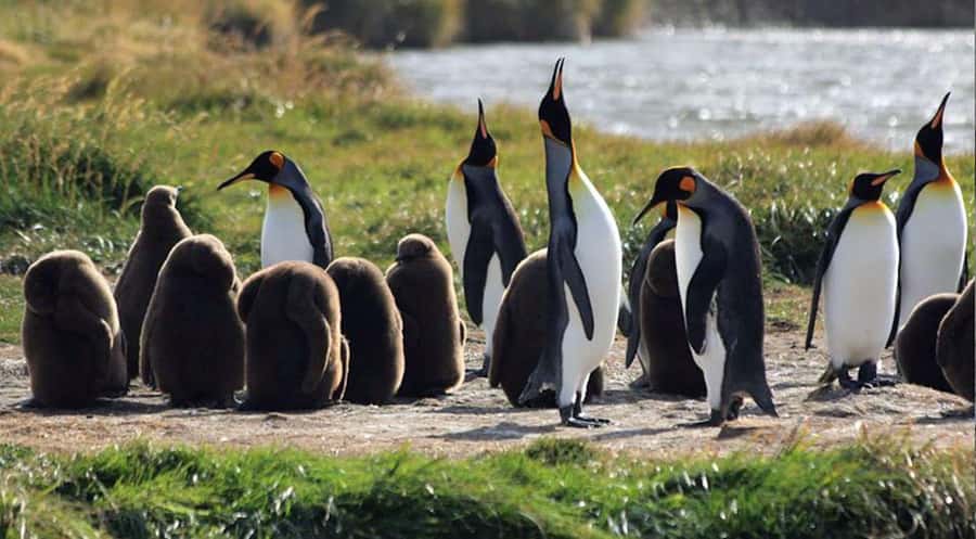 Punta Arenas: King Penguin Park and Tierra del Fuego Trip - Key Highlights at a Glance