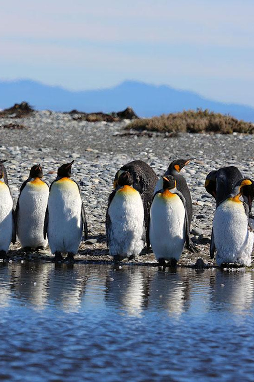 Punta Arenas: King Penguin Park and Tierra del Fuego Trip - Group Size, Guides, and Comfort on Shared Transport