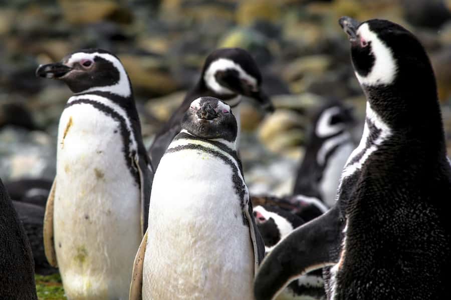 Punta Arenas: Magdalena Island Navigation & Penguin Walk - Key things I’d lock in before you go