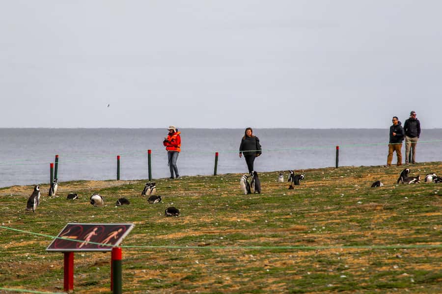 Punta Arenas: Magdalena Island Navigation & Penguin Walk - Punta Arenas to Magdalena Island: what makes this penguin trip special