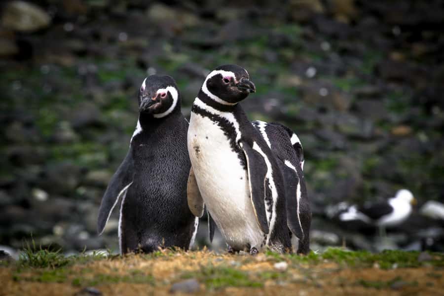 Punta Arenas: Magdalena Island Navigation & Penguin Walk - The 5-hour flow: boat crossing, dock landing, and penguin walk