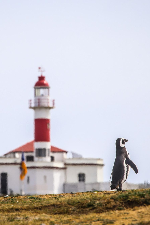 Punta Arenas: Magdalena Island Navigation & Penguin Walk - Wildlife on the water: your chance at toninas and whales
