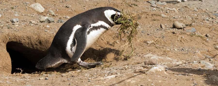 Punta Arenas: Magdalena Island Navigation & Penguin Walk - Price and value: what the $209 per person really covers