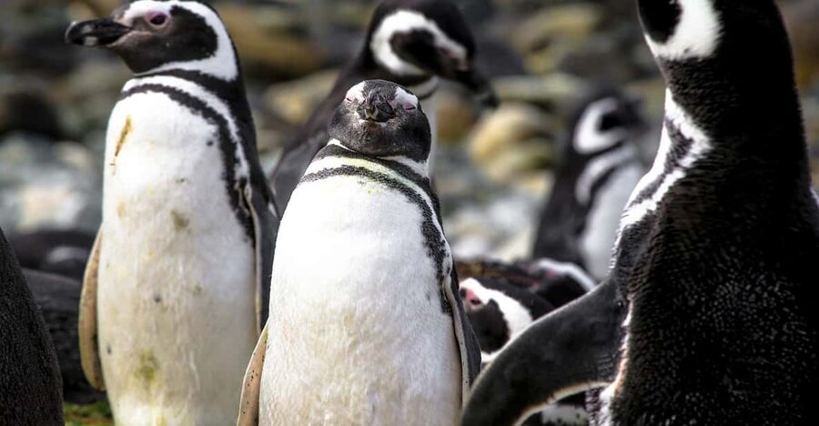 Punta Arenas: Magdalena Island Navigation & Penguin Walk - Who this tour is best for in Punta Arenas