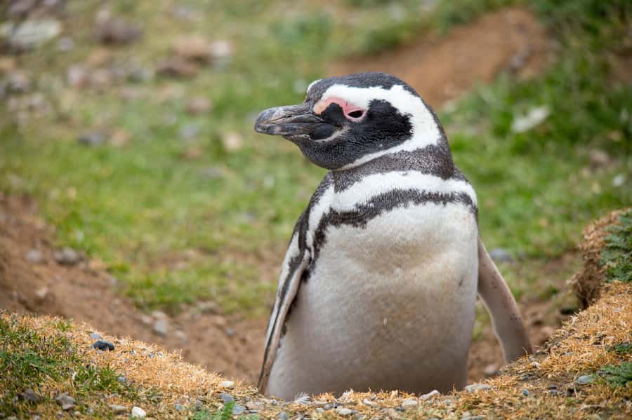 Punta Arenas: Magdalena Island Navigation & Penguin Walk - Should you book Punta Arenas: Magdalena Island Navigation & Penguin Walk?