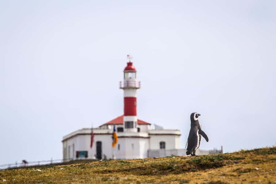 Punta Arenas: Magdalena Island Navigation & Penguin Walk - Meeting points in Punta Arenas: how to avoid the taxi surprise