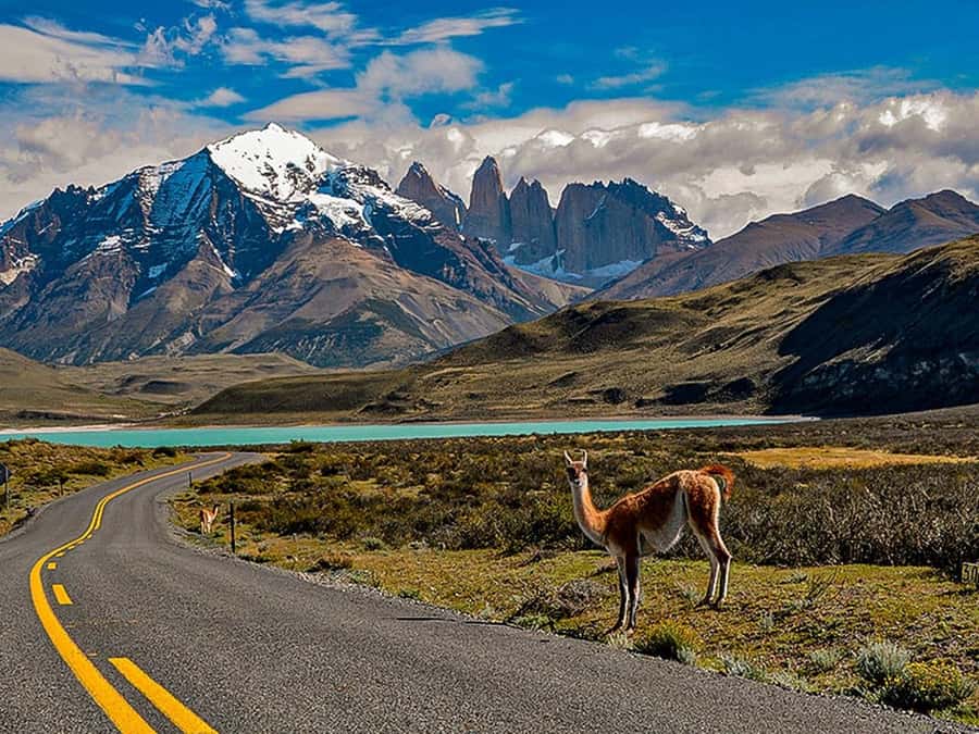 Punta Arenas: Torres del Paine & Grey Glacier Full-Day Boat - The 18-Hour Reality Check From Punta Arenas