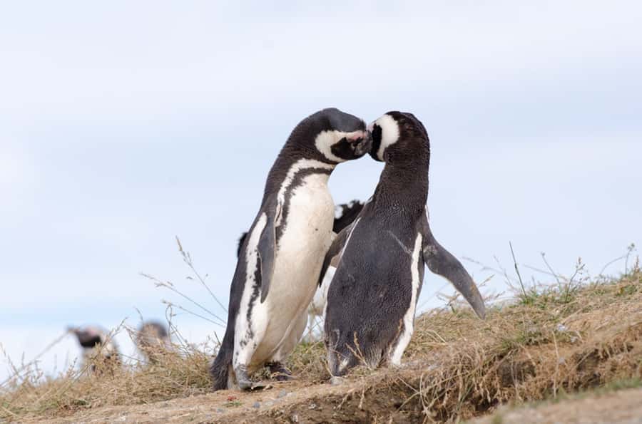 Punta Arenas: Walk with Penguins on Magdalena & Marta Island - Key points before you book
