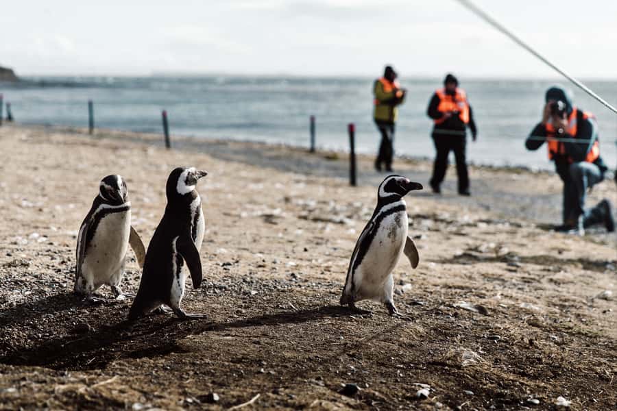 Punta Arenas: Walk with Penguins on Magdalena & Marta Island - Getting to Laredo Bay from Punta Arenas, the part that sets the tone