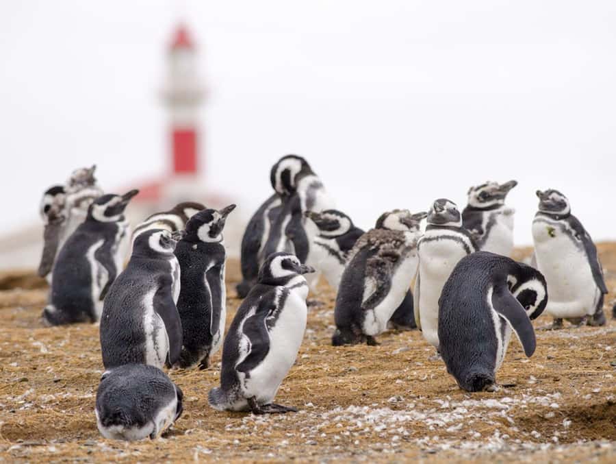 Punta Arenas: Walk with Penguins on Magdalena & Marta Island - Isla Magdalena: the Magellanic penguin walk that feels close