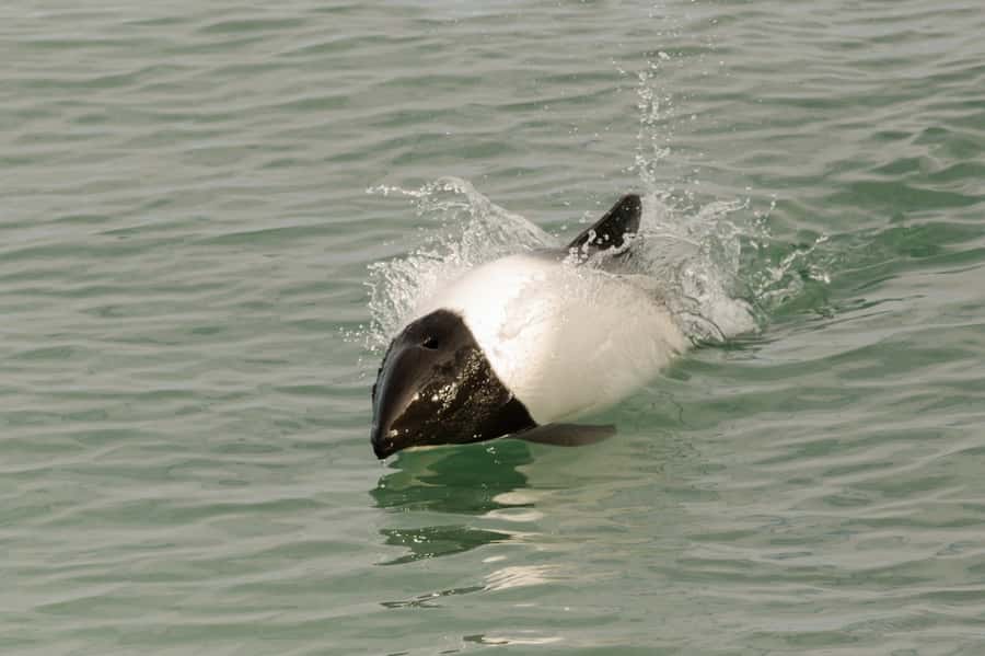 Punta Arenas: Walk with Penguins on Magdalena & Marta Island - Isla Marta sea lions: why the second island changes the whole mood