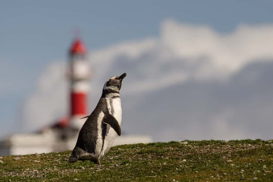 Punta Arenas: Walk with Penguins on Magdalena & Marta Island - Extra wildlife odds: seabirds, seals, and the big surprises
