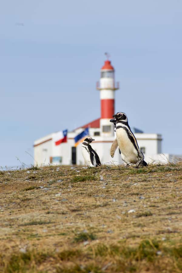 Punta Arenas: Walk with Penguins on Magdalena & Marta Island - When the wind and waves win: what weather means for your day
