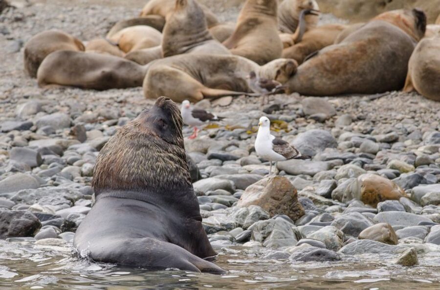 Punta Arenas: Walk with Penguins on Magdalena & Marta Island - Coffee service and comfort: small details that matter on a 5-hour day
