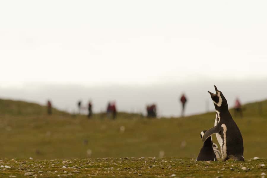 Punta Arenas: Walk with Penguins on Magdalena & Marta Island - Price and value: is $150 for penguins and sea lions worth it?