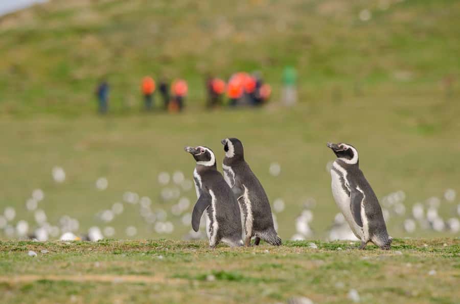 Punta Arenas: Walk with Penguins on Magdalena & Marta Island - Strait of Magellan speedboat ride: what you actually notice