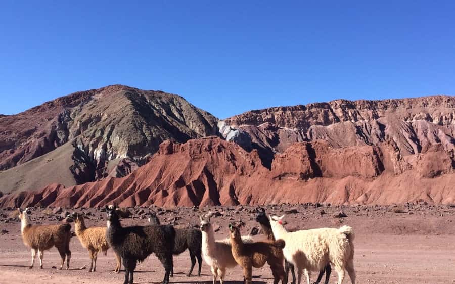 Rainbow Valley Tour + Petroglyphs (Yerbas Buenas) - Yerbas Buenas petroglyphs, rock art with context