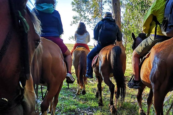 Ride to the highest point on the island for sunset - The trail to Terevaka: eucalyptus, birds, and open meadows