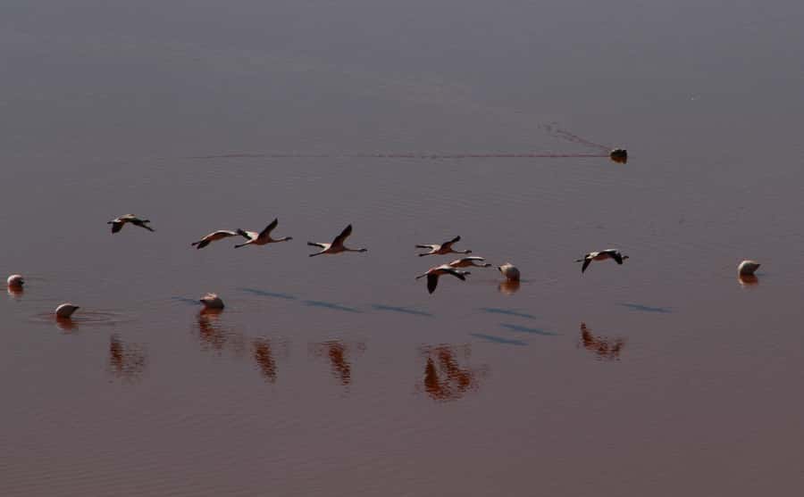 Roundtrip to the Uyuni Salt Flat and the Colored Lagoons - How the Chile to Bolivia transfers shape the whole trip