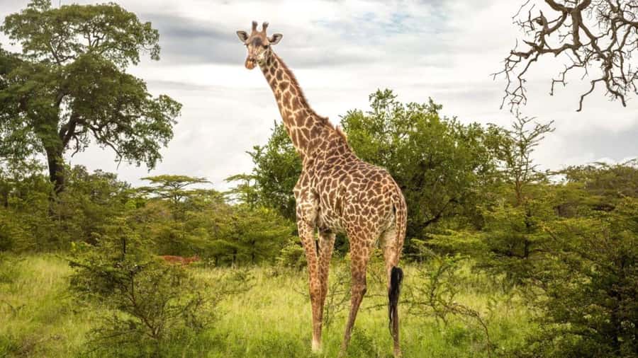 SAFARI PARK-TOUR RANCAGUA : CHILE - Rancagua Safari Park by Car, What Makes It Special