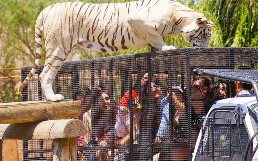 SAFARI PARK-TOUR RANCAGUA : CHILE - Pickup and Transfers, The Backbone of the 9-Hour Day