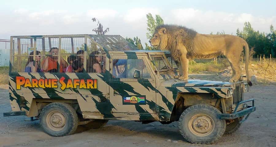 SAFARI PARK-TOUR RANCAGUA : CHILE - The Guided Felines Section, Lions and Tigers From Your Vehicle