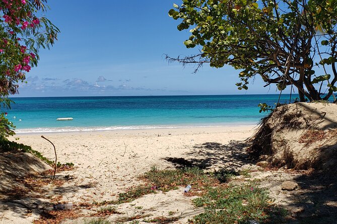 Salty Dogs UTV Adventure - The Southern-Side Route: Villages, Trails, and Real Antigua Dirt