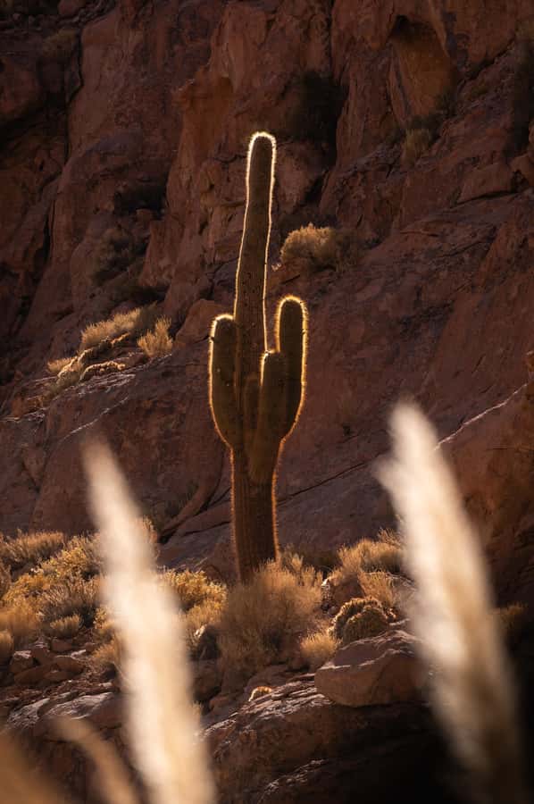 San Pedro de Atacama: Canyon Swimming Pools Trekking Trip - Should you book this Puritama Canyon Swimming Pools tour?