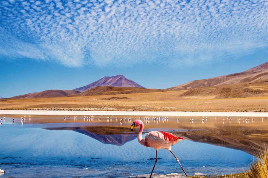 San Pedro de Atacama Day Trip: Atacama Desert and Salt Flats - Morning start: Mirador de Lickancabur and breakfast with a volcano backdrop