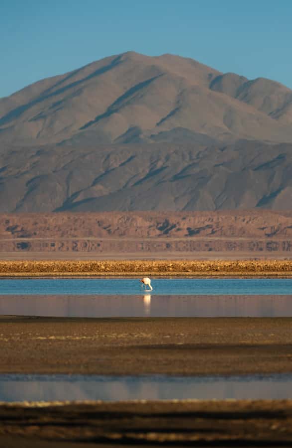 San Pedro de Atacama: Red Rocks & Altiplano Lagoons Day Trip - Key things to notice before you go