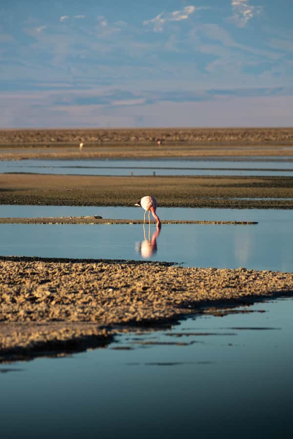 San Pedro de Atacama: Red Rocks & Altiplano Lagoons Day Trip - Why this red-rock and lagoon route works in one day