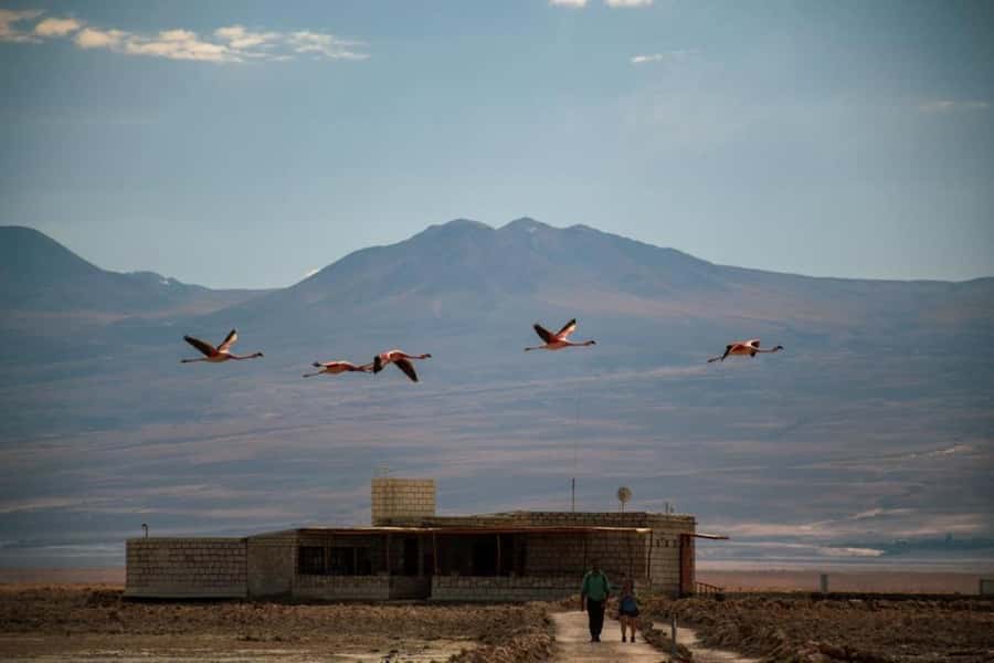 San Pedro de Atacama: Red Rocks and Aliplanic Lagoons - Key highlights I’d plan around