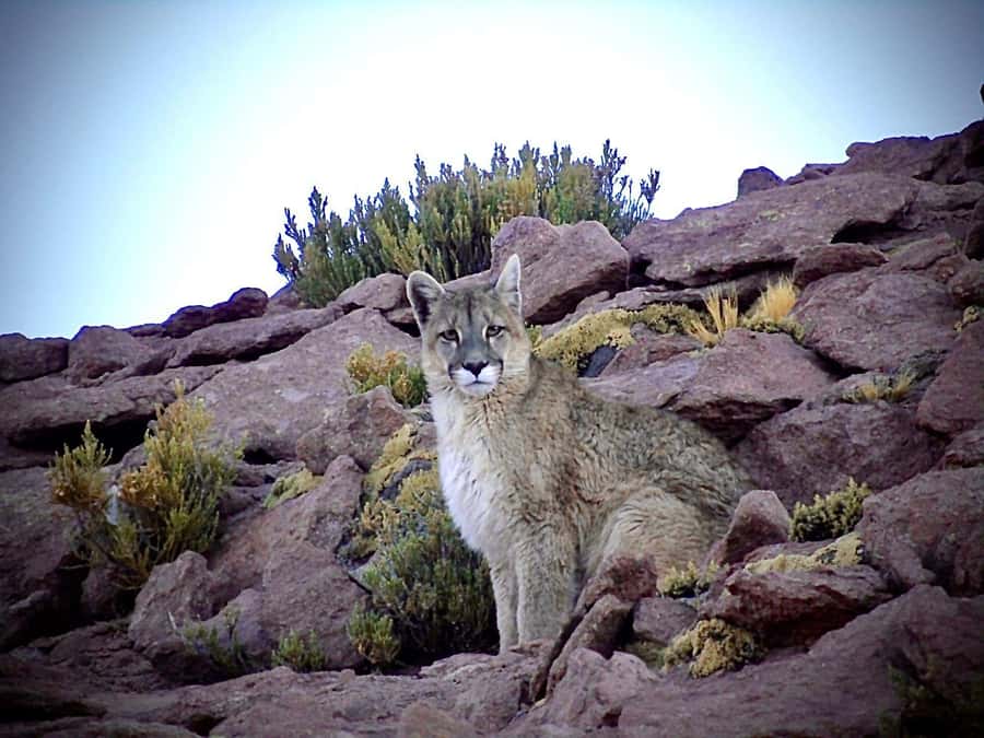 San Pedro de Atacama: Wildlife Safari and Photography Tour - Key things you will notice on this safari