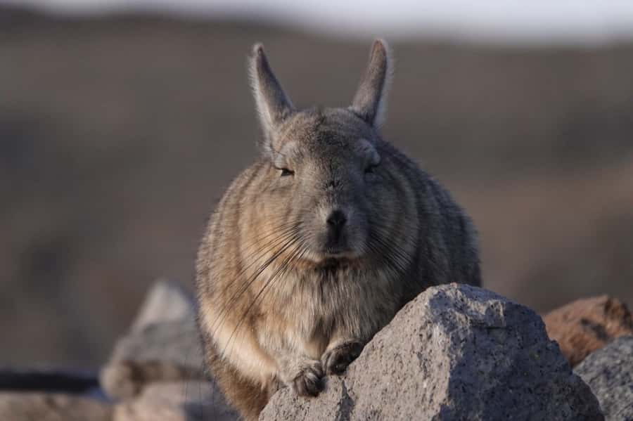 San Pedro de Atacama: Wildlife Safari and Photography Tour - San Pedro de Atacama wildlife safari, a photo-focused route that stays calm