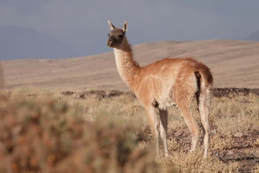 San Pedro de Atacama: Wildlife Safari and Photography Tour - Quirquincho Pass: where guanacos and vizcachas are the main event